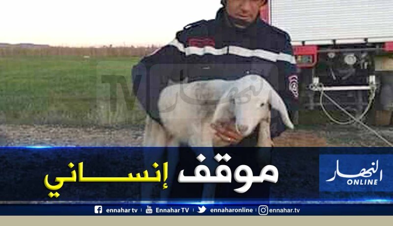 تبسة.. انقاذ خروف من الموت المحقق سقط في بئر عمقه 20 مترا بالعقلة