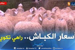 أسعار الأضاحي “لاهبة” في العاصمة.. ما بين 30 و50 ألف دينار 