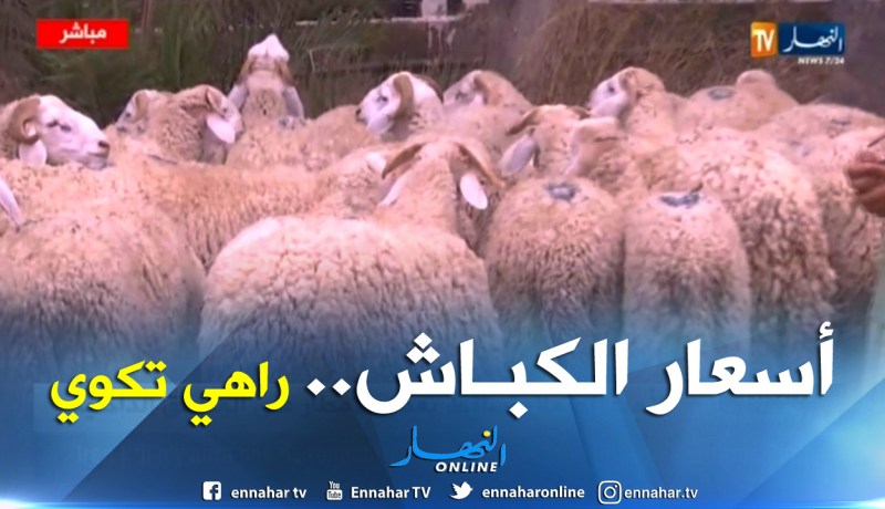 أسعار الأضاحي “لاهبة” في العاصمة.. ما بين 30 و50 ألف دينار