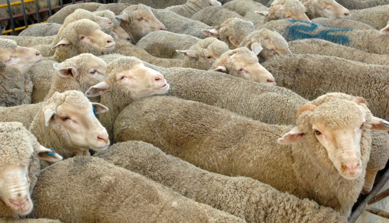 حيوان غريب يهاجم قرية القواسم ويفترس المواشي بلرجام في تيسمسيلت