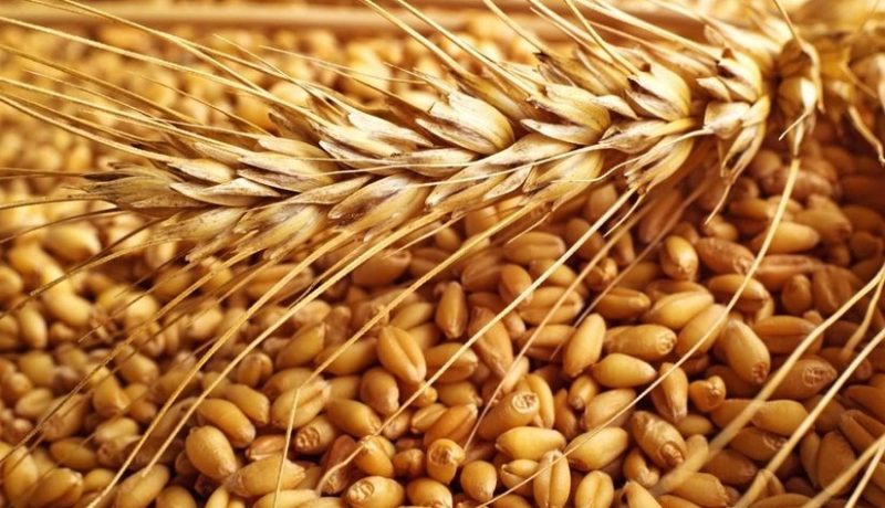 معسكر.. حجز مشروبات كحولية و388 قنطار من القمح المغشوش