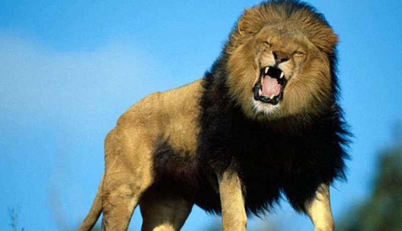 فيديو مروع أسد يهاجم طفلا في حديقة حيوان في روسيا