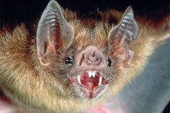 علماء استراليون: فهم نظام المناعة للخفافيش قد يساعد في محاربة الإيبولا