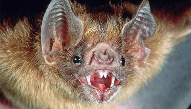 علماء استراليون: فهم نظام المناعة للخفافيش قد يساعد في محاربة الإيبولا