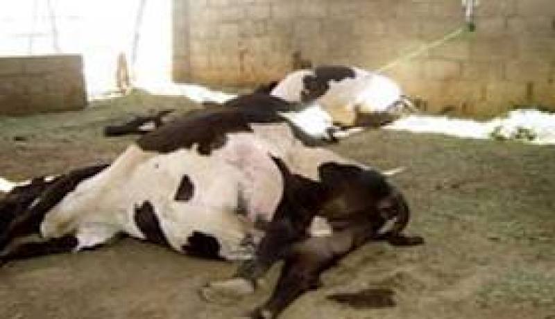 وزارة الفلاحة: عدم احترام المربين لقواعد السلامة المحددة أدى إلى انتقال الحمى القلاعية