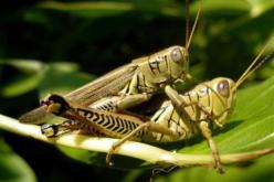 نشر 5 فرق إستكشاف بالجنوب الغربي للوطن لمكافحة الجراد