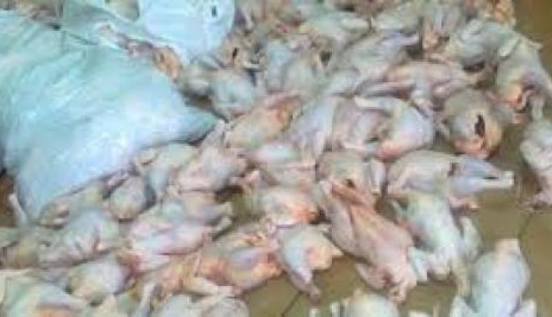 حجز أكثر من 16 قنطارا من اللحوم البيضاء الفاسدة بسوق أهراس
