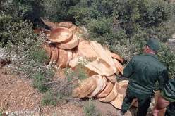 خنشلة: حجز 250 قصعة نصف مهيئة من اخشاب الأرز الأطلسي