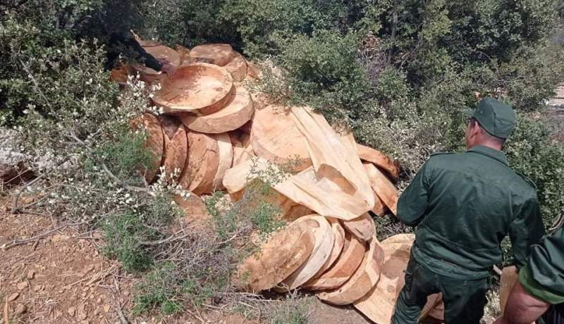 خنشلة: حجز 250 قصعة نصف مهيئة من اخشاب الأرز الأطلسي