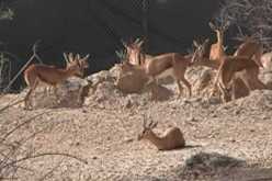 حجز غزلان مهربة للإمارات العربية بصحراء البيض