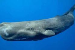 العثور على حوت نافق بشاطئ بستيديا في مستغانم