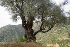 نتائج إيجابية تحققها تجربة غرس الزيتون بولاية البيض