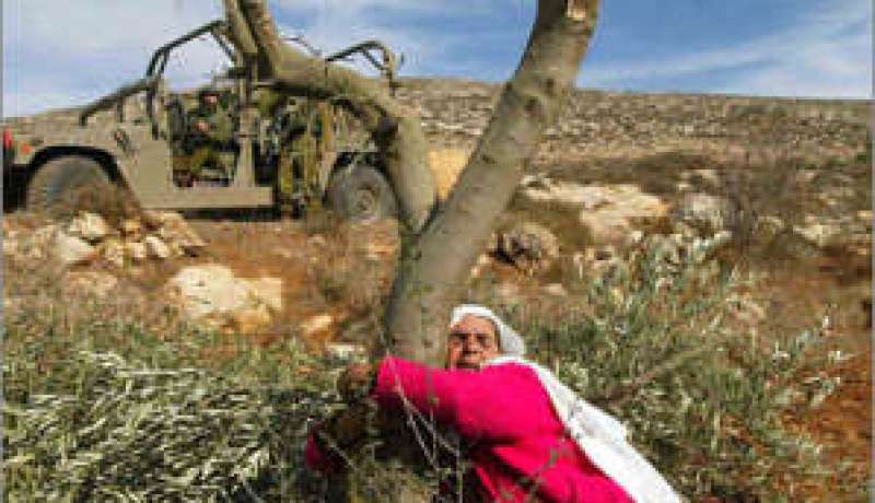 إسرائيل تأمر باقتلاع الف شجرة زيتون لفلسطينيين في الضفة الغربية