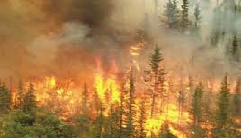 المدير العام للغابات: تجنيد أكثر من 500 فرقة تدخل لمواجهة حرائق الغابات