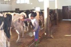 عملية تستهدف تلقيح 15 ألف رأس من البقر ضد الحمى القلاعية بأم البواقي