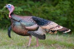 نفوق أكثر من 4000 ديك رومي في حريق بتيزي وزو