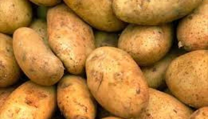 نوري: تموين السوق بأزيد من 300 ألف طن من البطاطا لتلبية الطلب