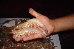 تكوين لفائدة الاطارات الجزائريين في تربية الجمبري بكوريا الجنوبية