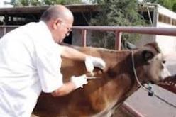 تلقيح أزيد من 35 ألف بقرة ضد الحمى القلاعية في غليزان