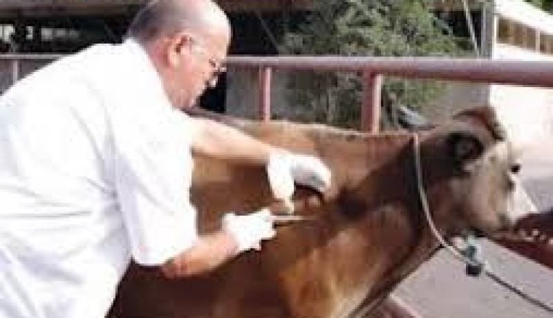 تلقيح أزيد من 35 ألف بقرة ضد الحمى القلاعية في غليزان