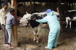 وزارة الفلاحة تشرع في تعويض المربين الذين تعرضوا لخسائر اثر الحمى القلاعية هذا الأسبوع