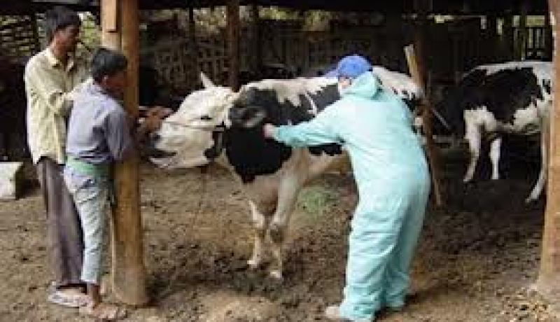 وزارة الفلاحة تشرع في تعويض المربين الذين تعرضوا لخسائر اثر الحمى القلاعية هذا الأسبوع