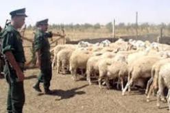 فرقة الدرك الوطني بالحنانشة بسوق أهراس تسترجع مجموعة من رؤوس الماشية المسروقة