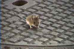 الطاعون داء يصيب الجرذان و ينتقل إلى الإنسان عن طريق ''البقة''