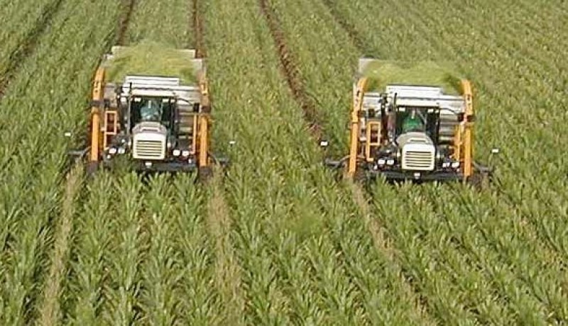 إنجاز أكثر من 200 كلم من المسالك الفلاحية بغرداية