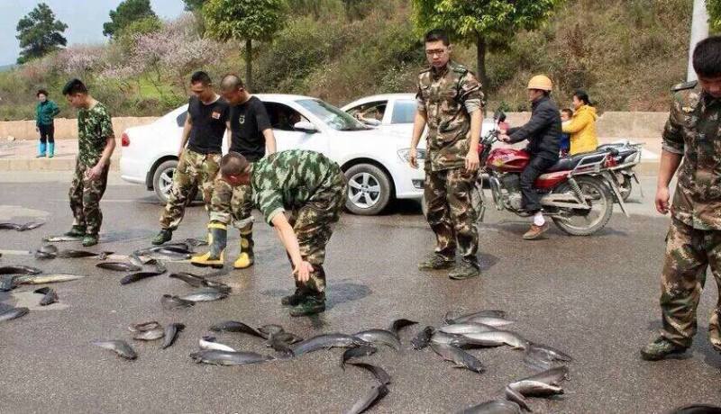 السماء تمطر سمكا في سريلانكا