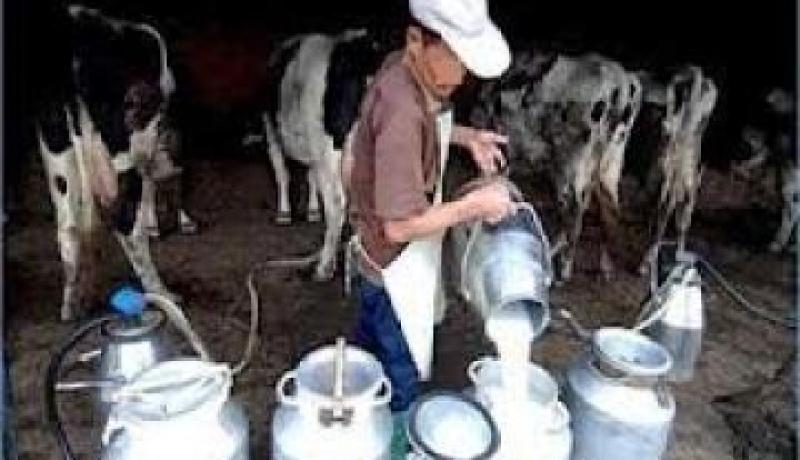توقيف بائع حليب بقر مغشوش في سطيف