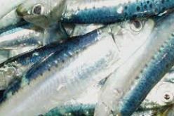 حجز 2.26 قنطار من السمك الازرق داخل سيارة نفعية في البيض