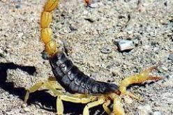 تسجيل149 حالة تسمم عقربي خلال الثلاثي الأول من السنة الجارية بورقلة