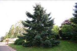 غرس أزيد من 13 مليون شجيرة عبر الوطن إبتداءا من منتصف شهر ديسمبر