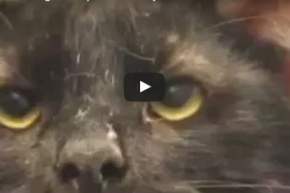 بالفيديو.. شاهد القط ذي الأربع آذاني