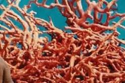 المهنيون يعارضون إعادة فتح صيد المرجان المقررة في أفريل 2014