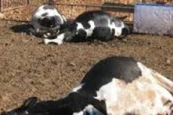 ظهور 17 بؤرة وإصابة أكثر من 100 بقرة بعدوى الحمى القلاعية  في تيزي وزو