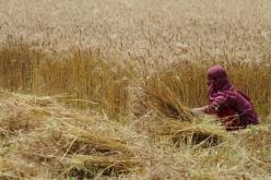 ارتفاع واردات الجزائر من الحبوب بـ 13% في جانفي 2014