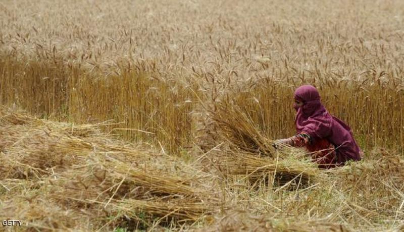 ارتفاع واردات الجزائر من الحبوب بـ 13% في جانفي 2014