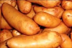 الفستق بدل البطاطا‮