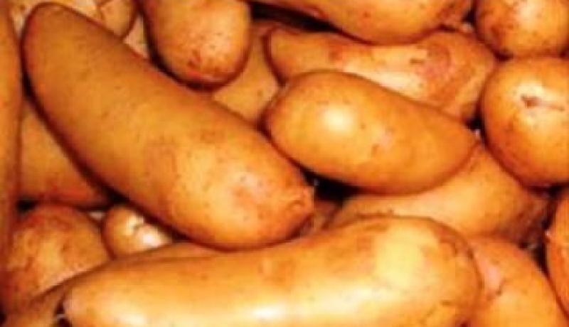الفستق بدل البطاطا‮