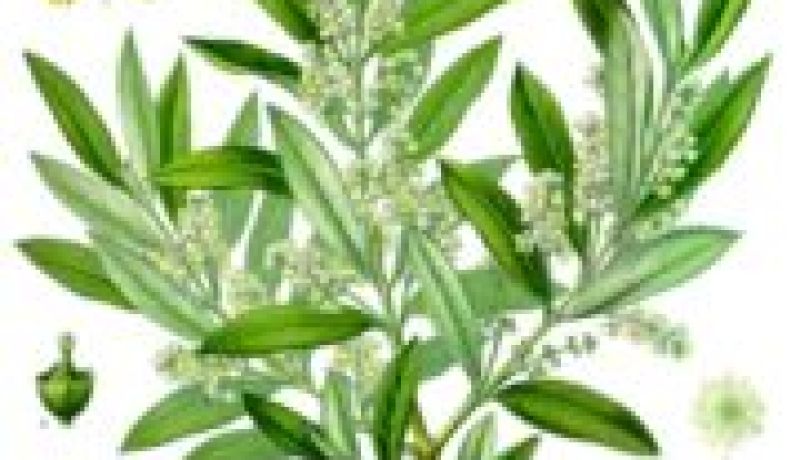 مدينة الزيتون