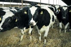 غرفة الفلاحين مغلقة  والسبب 8 مارس