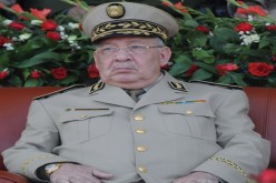 شجرة لكل مواطن.. هدية من الجيش