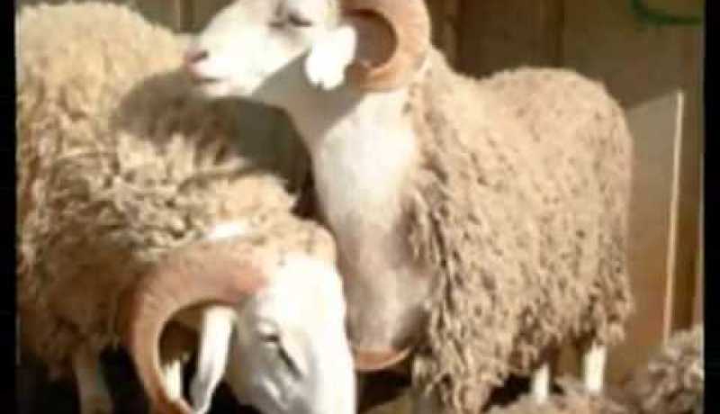 الكباش المشوية للسفراء فقط