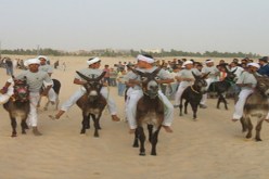 سباق للحمير في‮ ‬الخمسينية