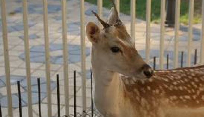 لمن الغزال يا جماعة