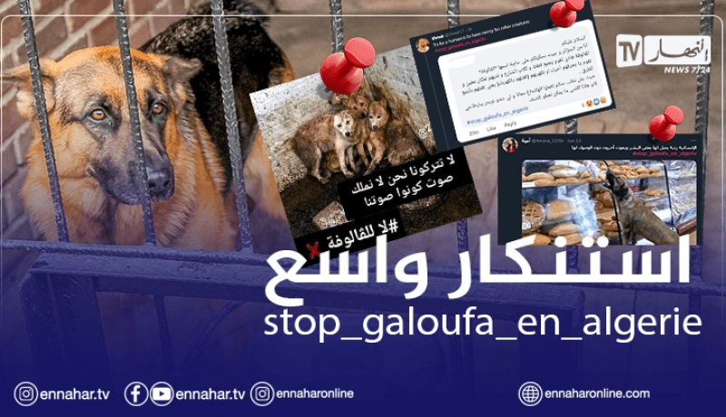 “القالوفة” تثير الاستنكار وتشعل مواقع التواصل الإجتماعي