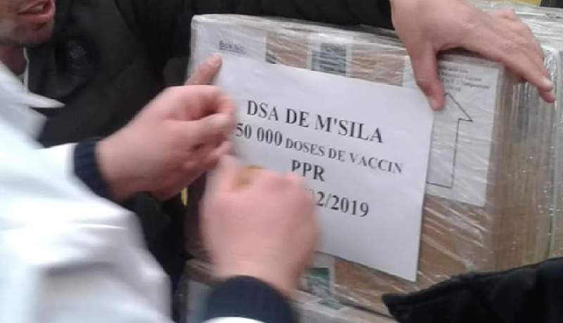 بالصور.. وصول 250 ألف جرعة لقاح خاصة بالمجترات الصغيرة إلى المسيلة