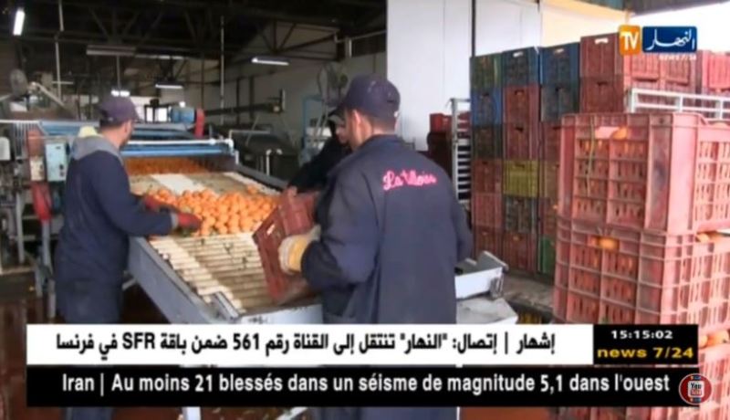 الشلف: توقعات بجني مليون و نصف قنطار من الحمضيات هذا الموسم